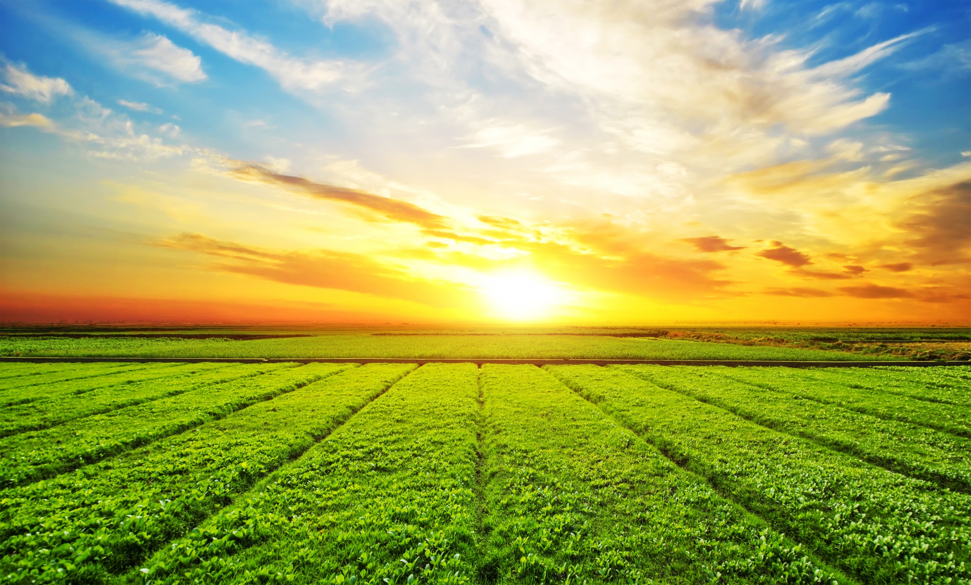 sunny-meadow-landscape (1)